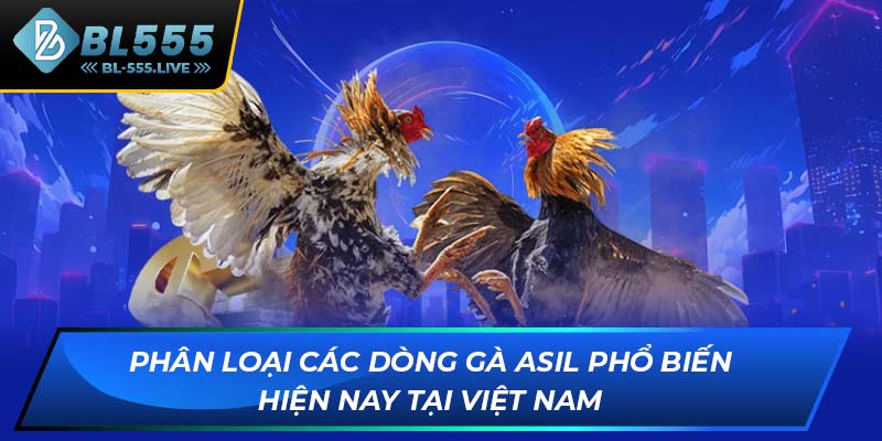 Phân loại các dòng gà Asil phổ biến hiện nay tại Việt Nam